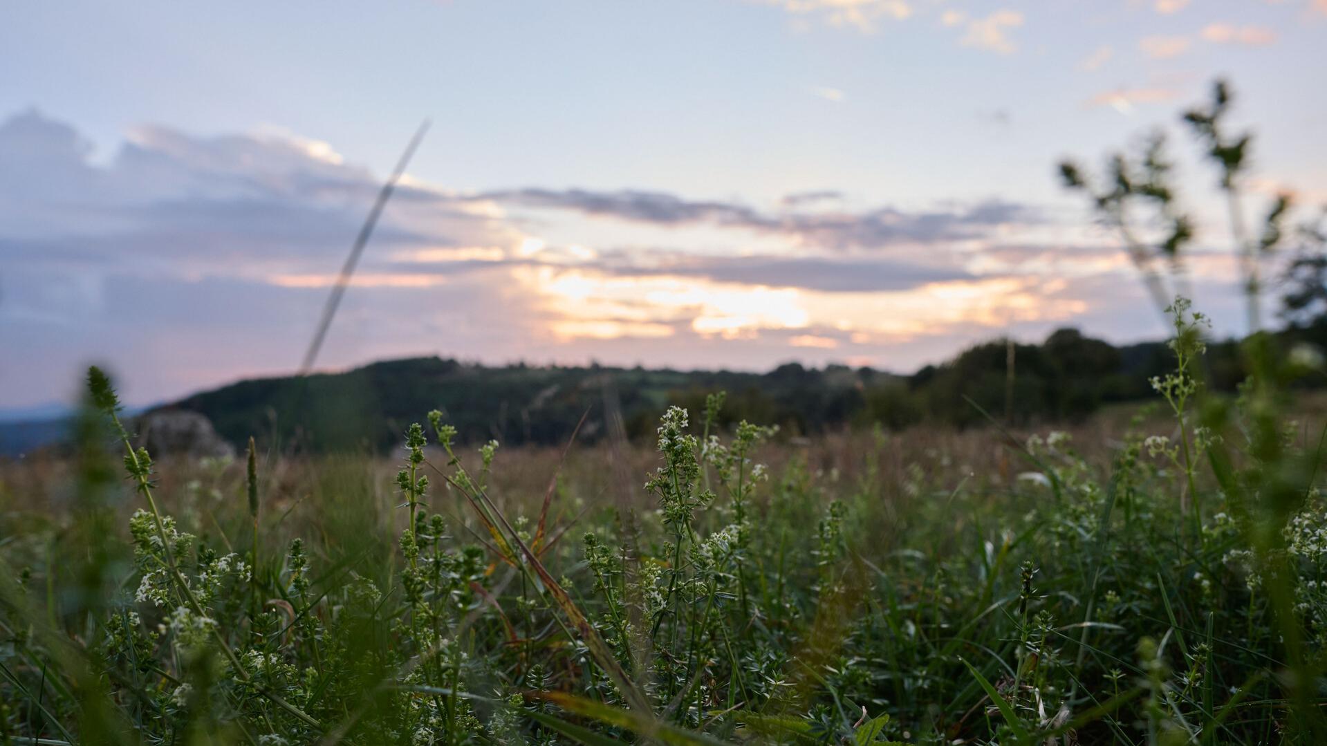 Working together for environmental protection - how ZEISS participates in Earth Day