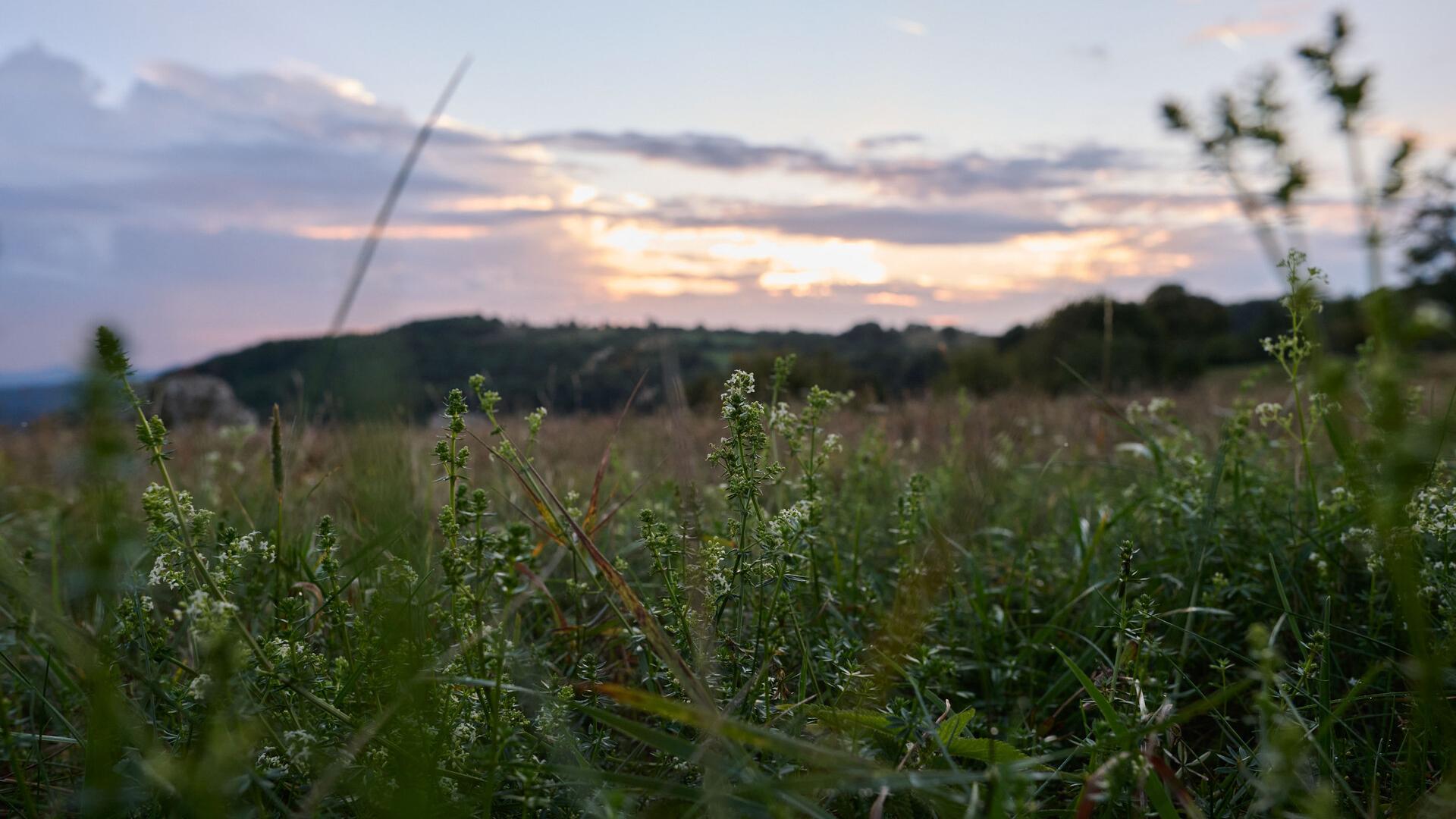 Working together for environmental protection - how ZEISS participates in Earth Day