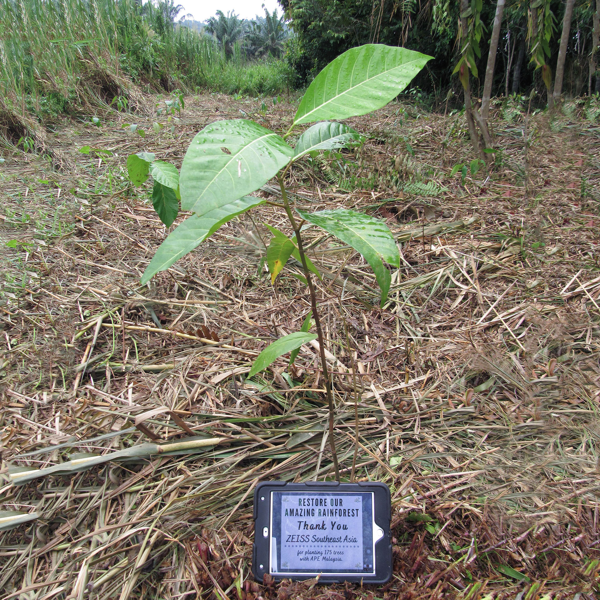 ZEISS SEA Sustainability week - tree planting