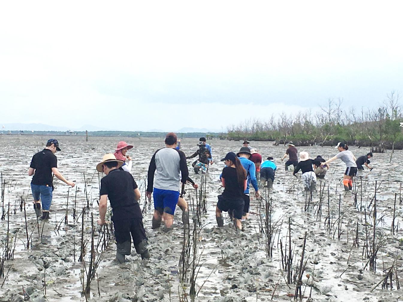 Thai staff planting the mangrove trees