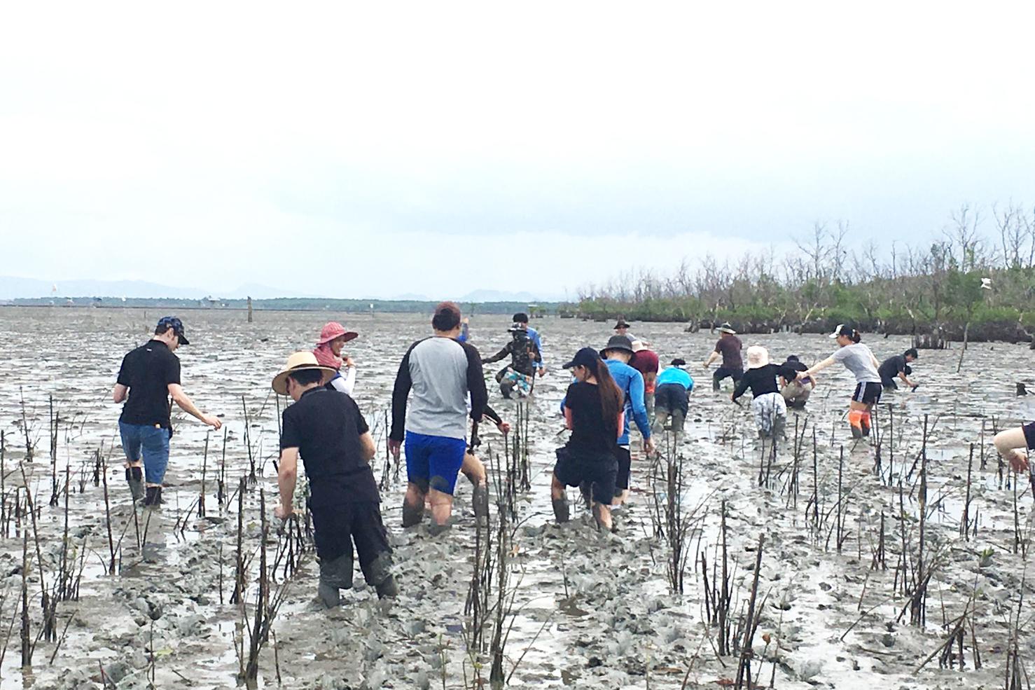 Thai staff planting the mangrove trees