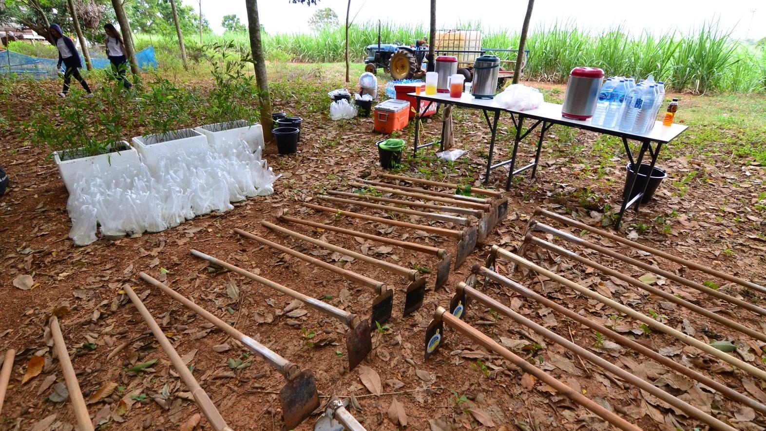 Image showcases neatly arranged showels, behind the showls are the small trees in the containers, ready to be planted. Next to the showels is a table with beverates for the participants to drink. 