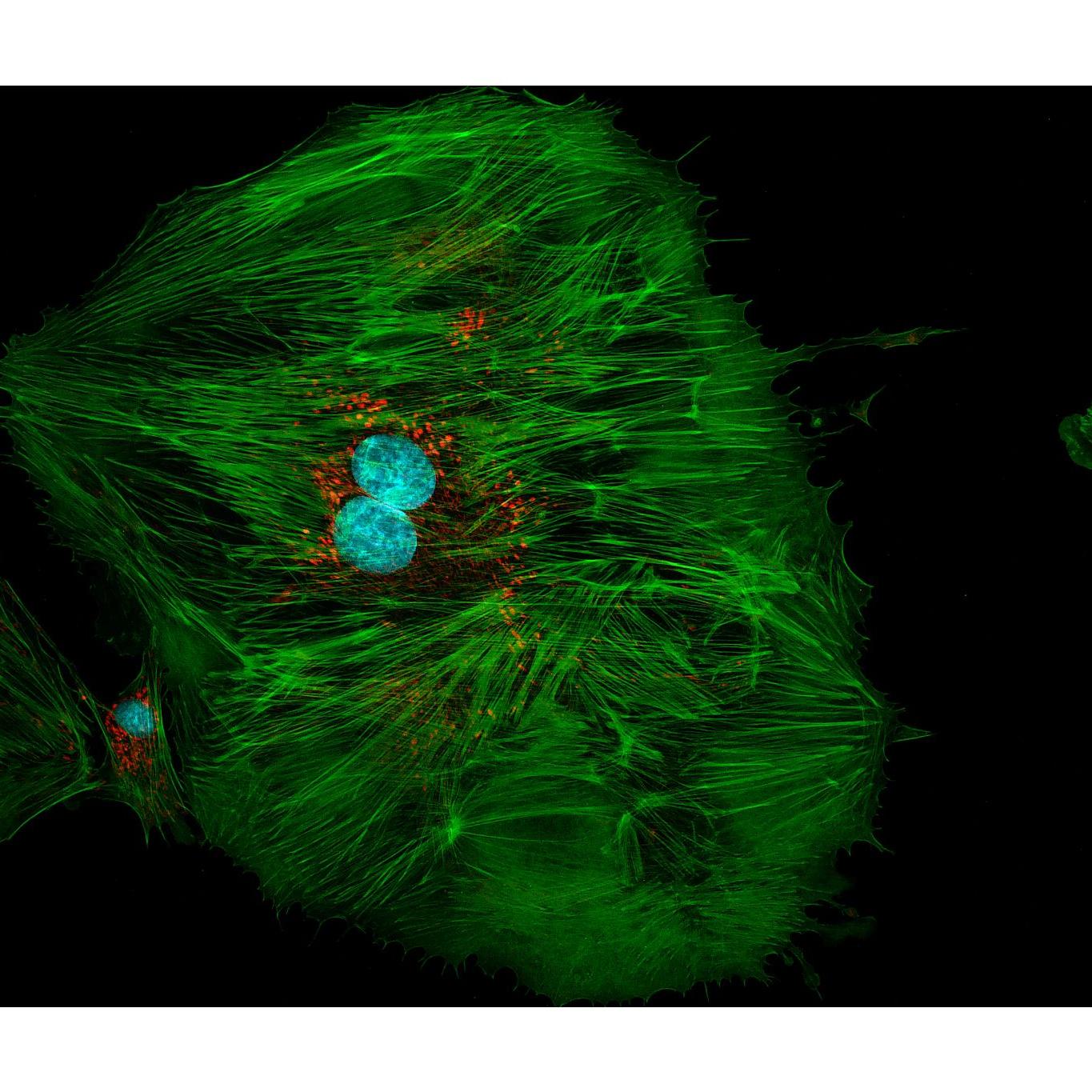 HeLa Kyoto cell line, acquired with Axiovert 5 in fluorescence contrast