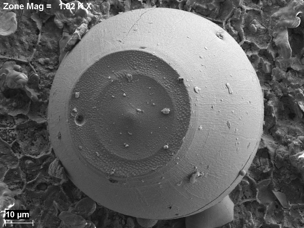 Mushroom spores imaged at 1 kV at high vacuum. These delicate, fragile structures can be imaged easily with Sigma 500 at low voltage.