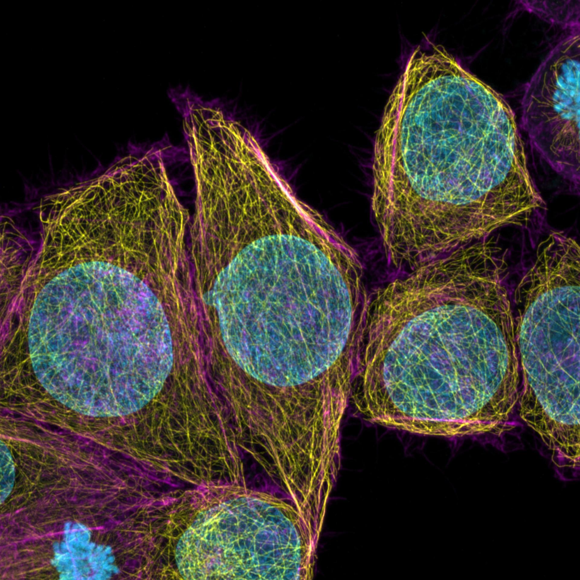 Image courtesies: Rat Heart: University of Radboud, Netherlands; Pig eye: R. Williams, B. Geraghty, V. Kearns, V. Pied & J. Behnsen, University of Liverpool; Mouse bone: D. Wescott, University of Texas at San Marcos; Mouse embryo: Massachusetts General Hospital; Zebrafish: Animation from S. Suniaga, et al. (2018) https://doi.org/10.1038/s41598-018-21776-1