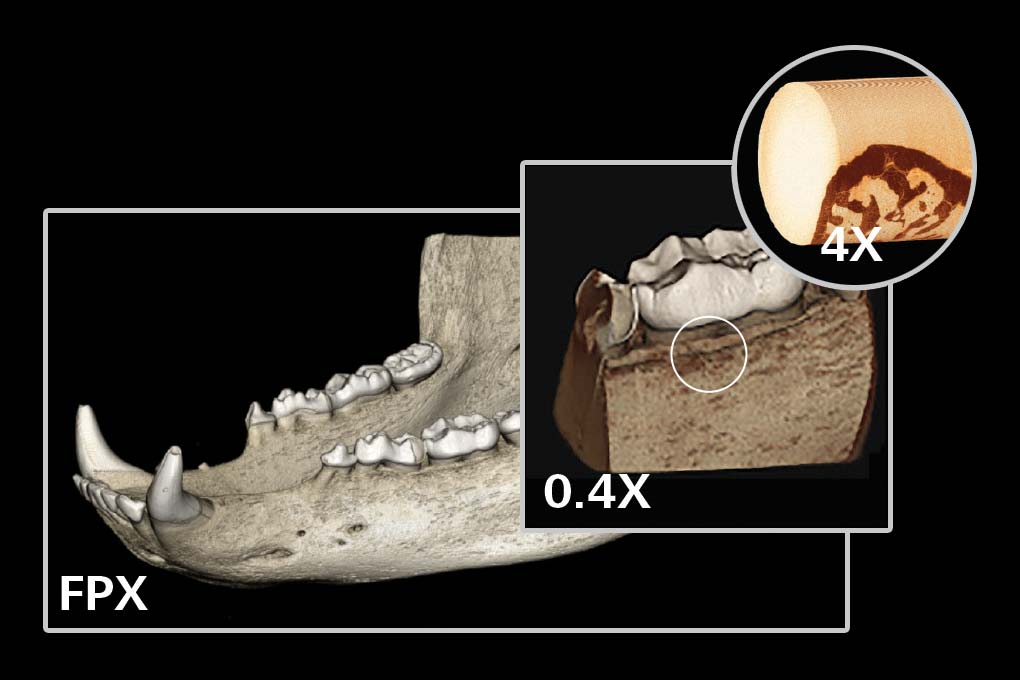 Bear jaw (120 mm x 200 mm) imaged from full jaw to micron-scale view of jaw-tooth interface. Macroscopically imaged using µCT with the ZEISS Flat Panel Detector to locate the interface of interest and the subsequent high-resolution acquisition with 0.4X and 4X objectives.