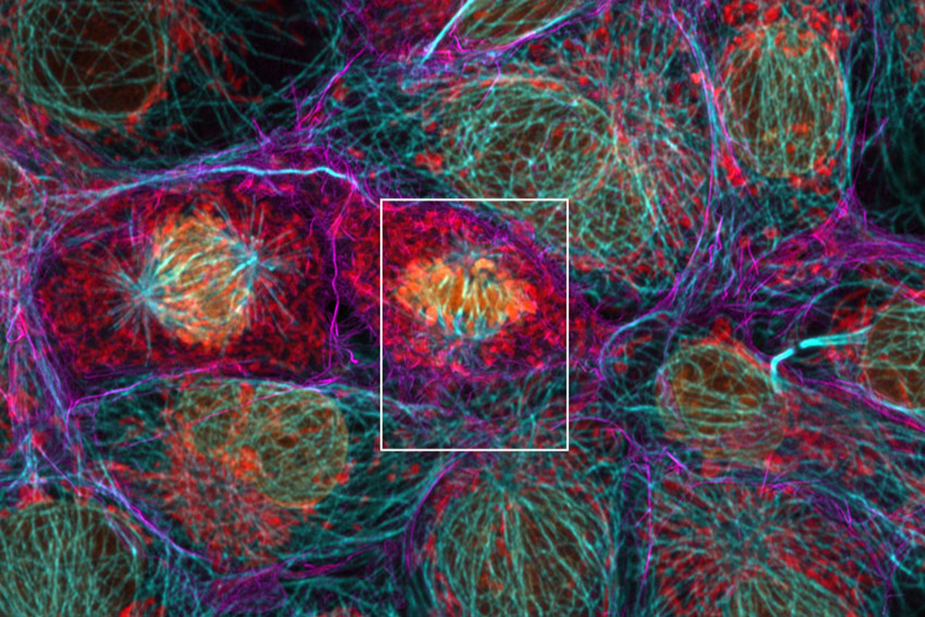 Cos-7 cells Anti-TOM20 AF750 (red), Anti-Tubulin AF700 (cyan), Actin Phalloidin-OG488 (magenta), DAPI (orange).  Sample courtesy of U. Ziegler and J. Doehner, University of Zurich, ZMB, Switzerland.