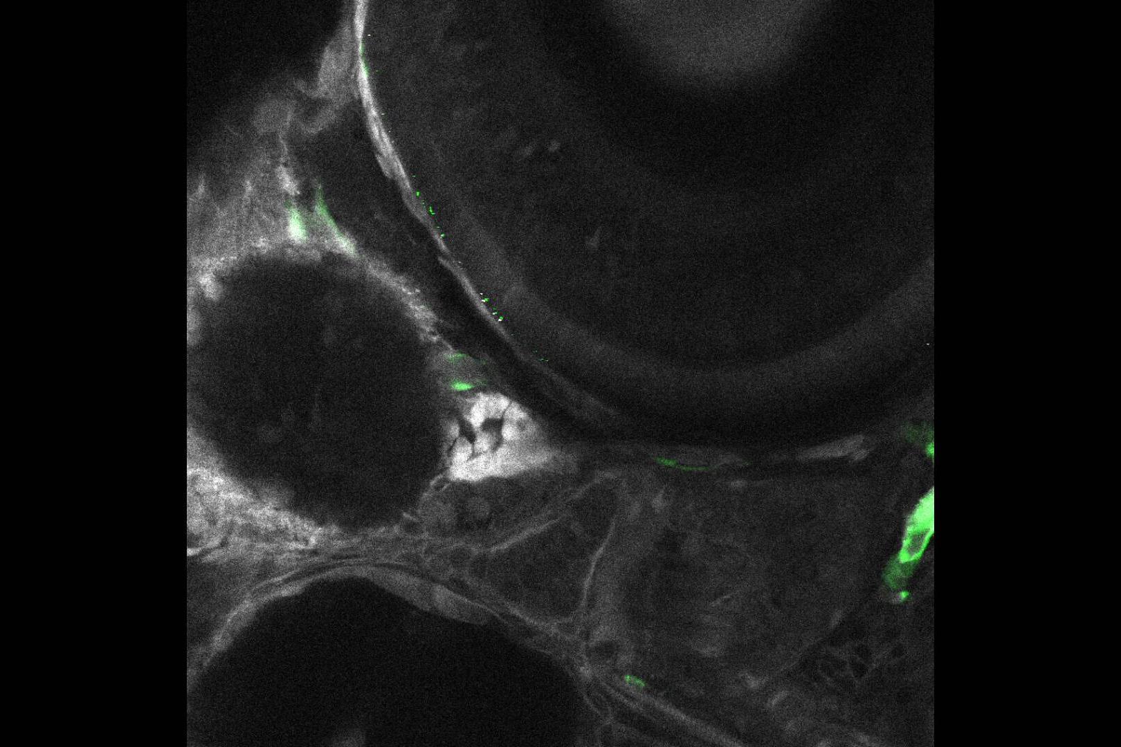 Zebrafish brain and eye vasculature (green) and Second Harmonic Generation (grey) in sagittal orientation.