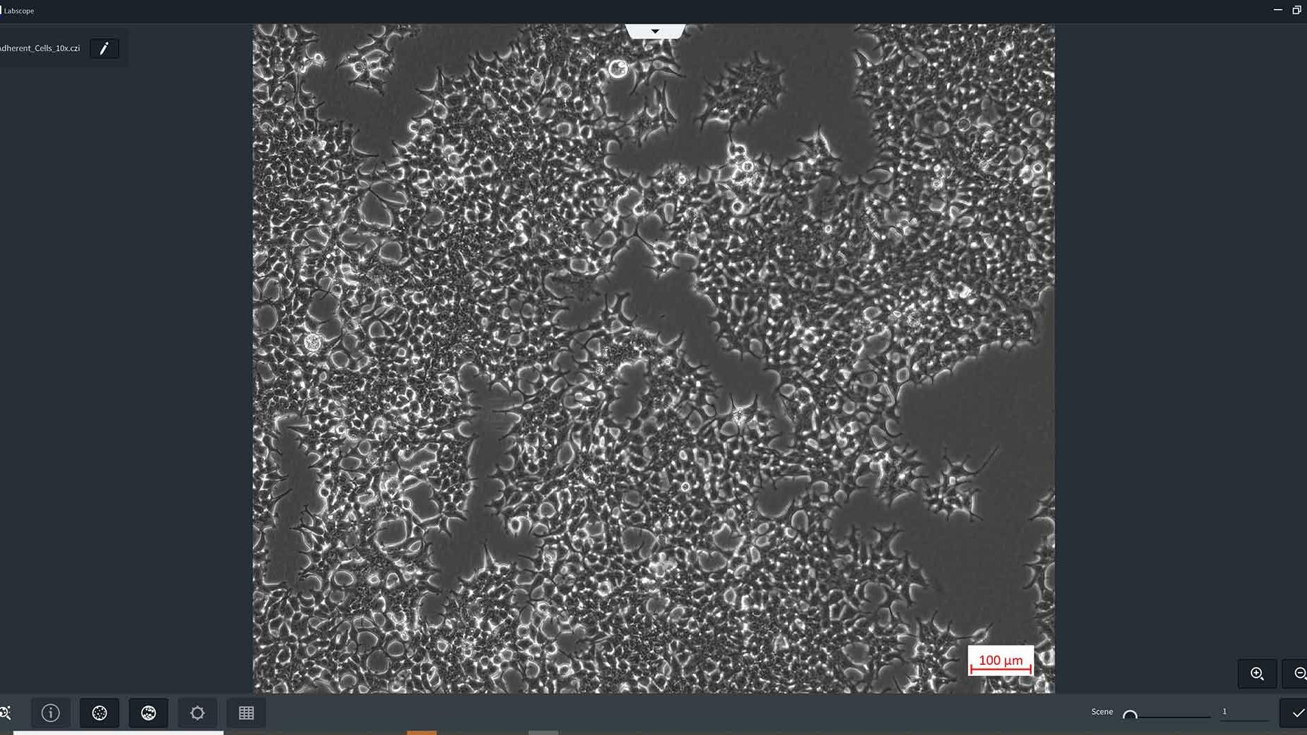 Labscope module for Cell counting and cell confluency. AI Cell count, AI Cell confluency