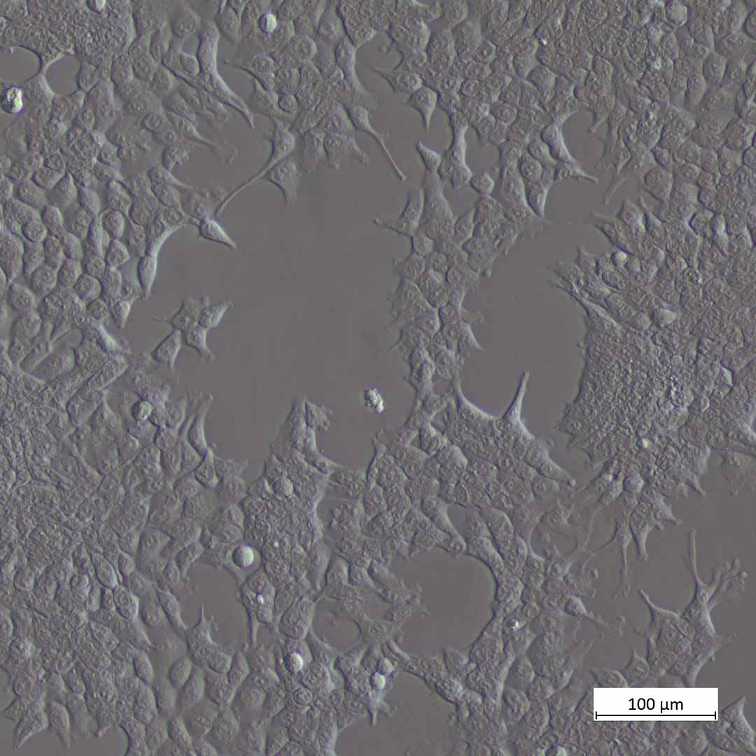 Cos7 cells, improved Hofman Modulation Contrast