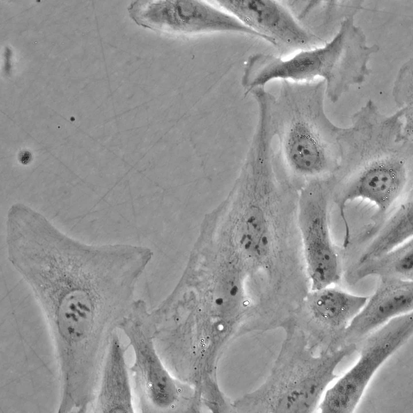 U2OS cells in phase contrast, transmitted light image, objective: LD A-Plan 40x/0.55 Ph 1