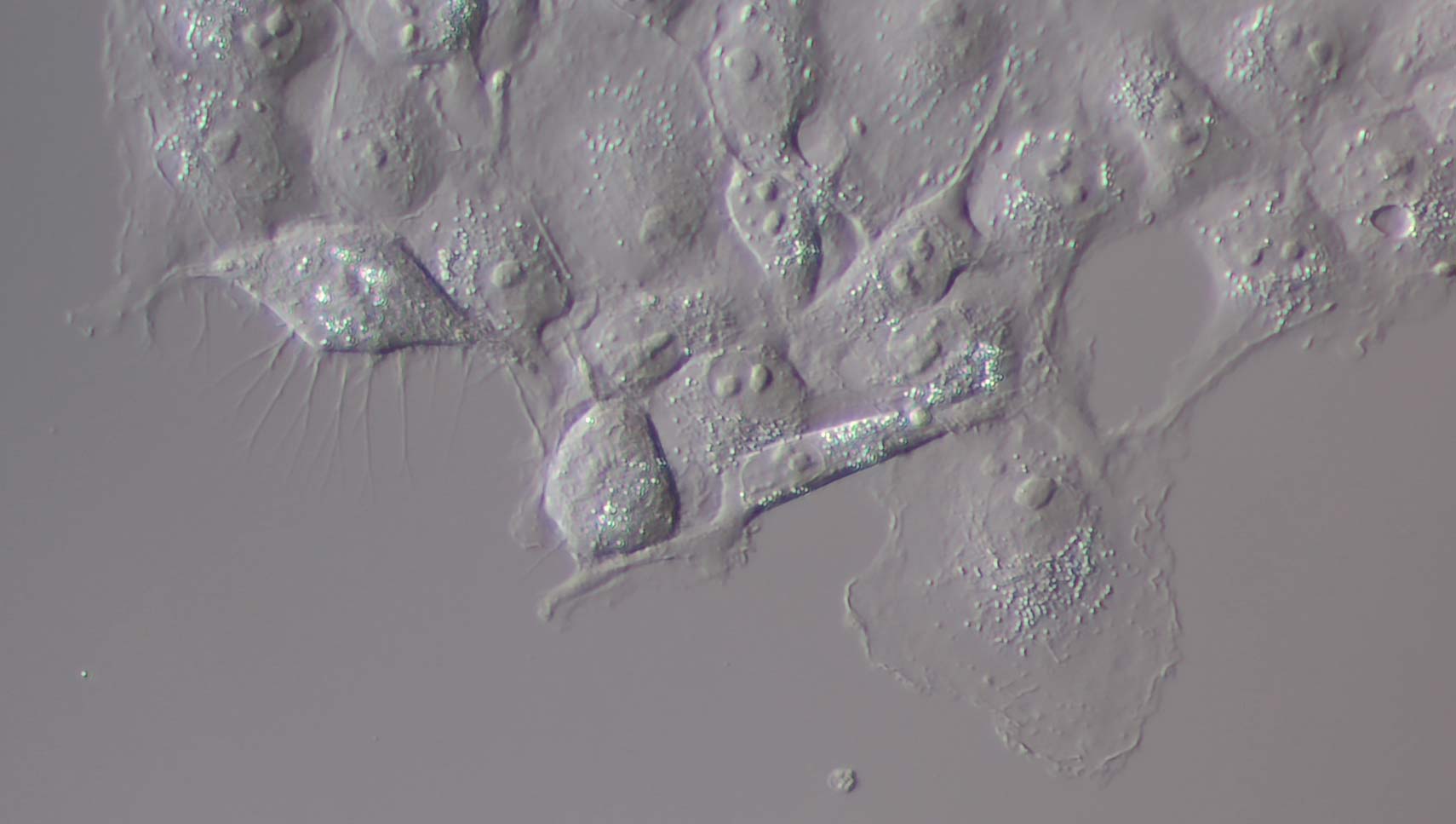 Mouse kidney in fluorescence 