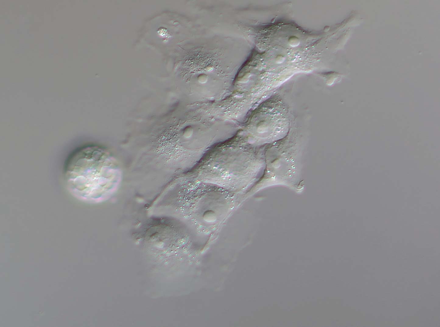 Indian muntiac, fibroblasts 