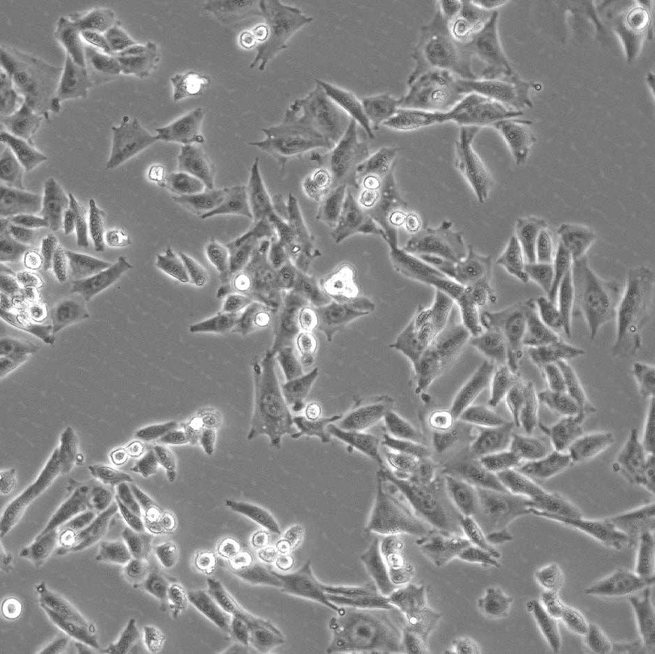 Cells – Phase contrast