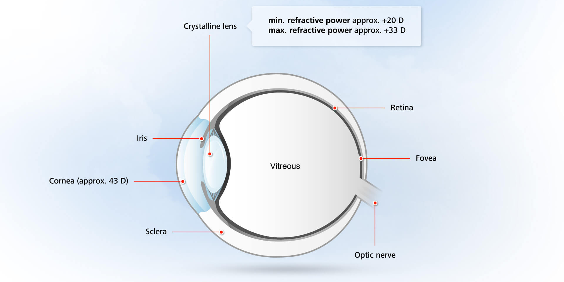 Anatomy: the structure of the human eye